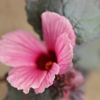 Hibiscus acetosella Welw. ex Hiern